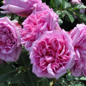 Pompadour Rose
