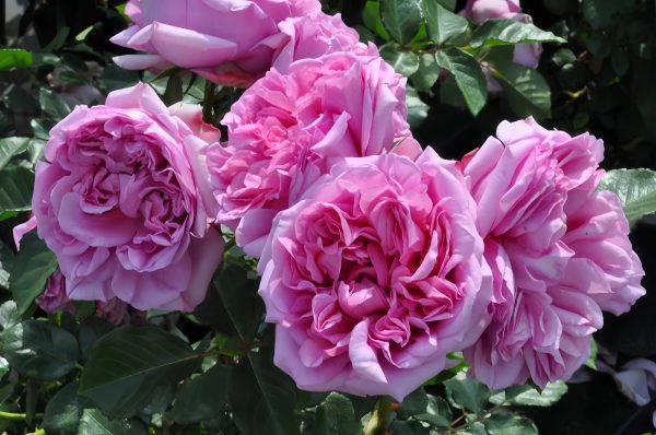 Pompadour Rose