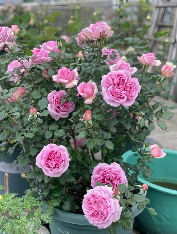 Rose Pompadour for sale