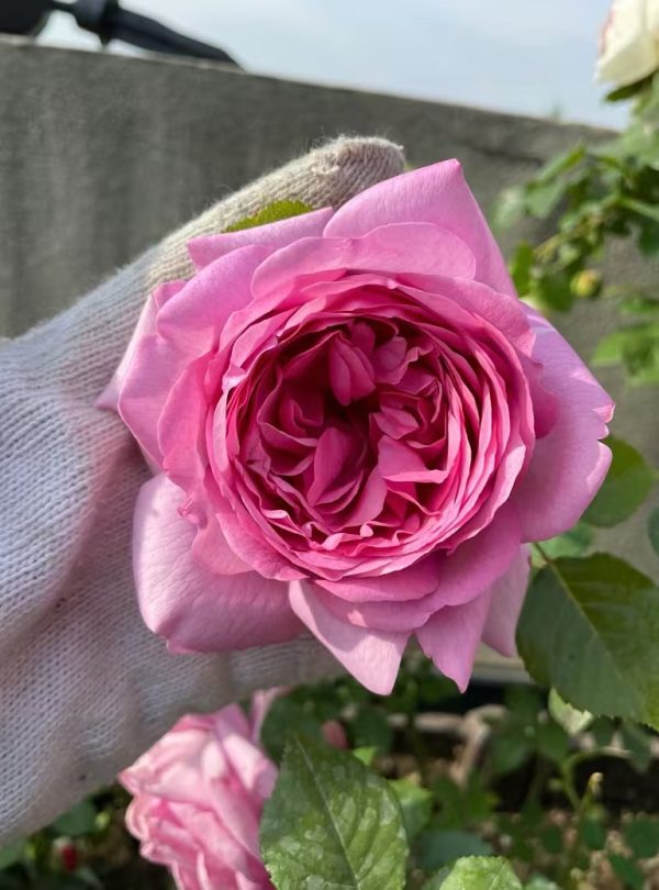 Pompadour Rose for sale