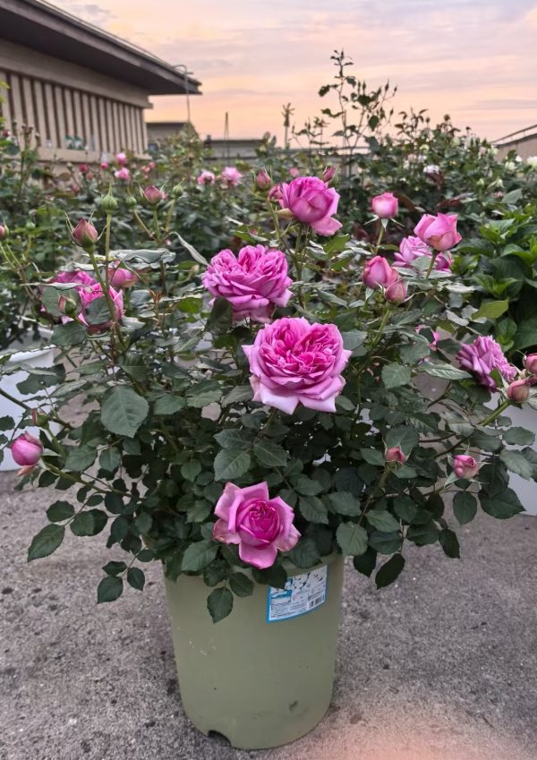 Pompadour Roses