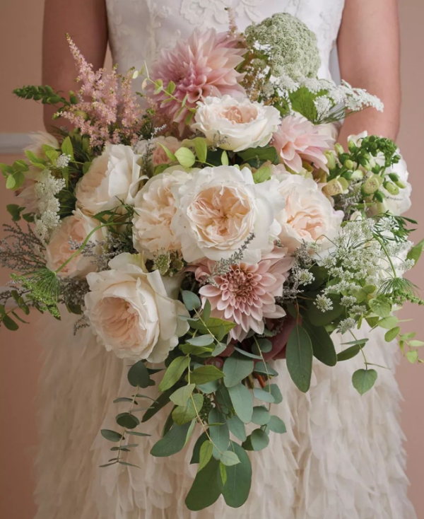 Purity Rose plant
