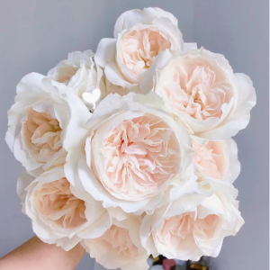 purity garden rose