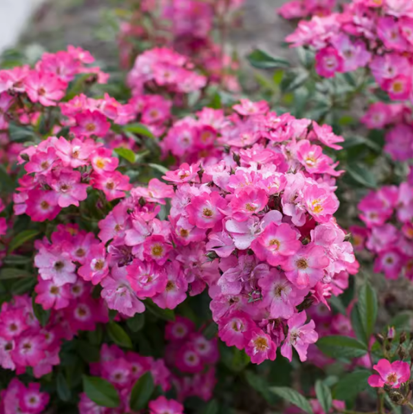 red robin hood rose
