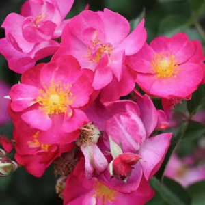 robin hood rose