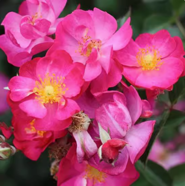 robin hood rose