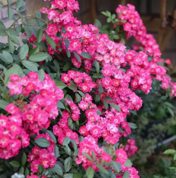 robin hood rose bush
