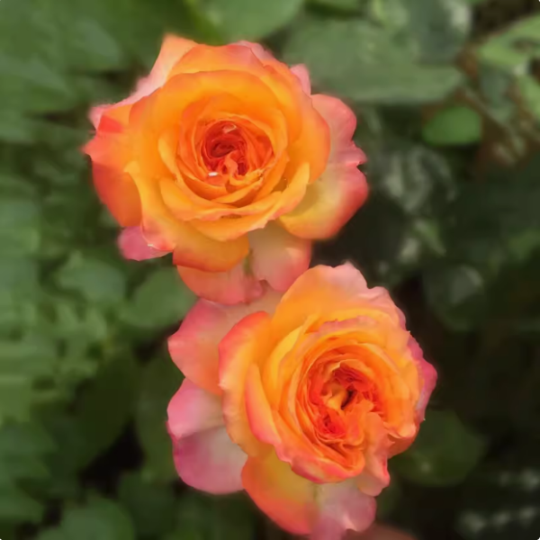 Romantic Rose Veil