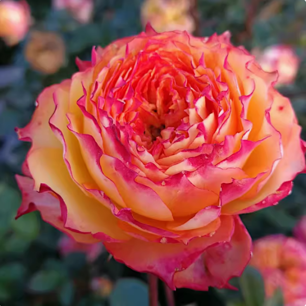 Romantic Rose Veil Rose