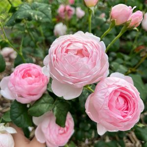 scepter'd isle rose