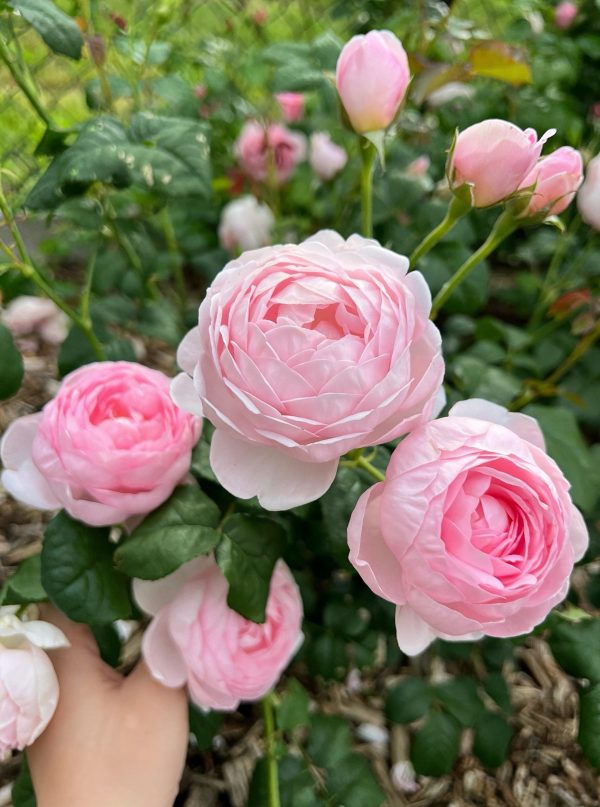 scepter'd isle rose