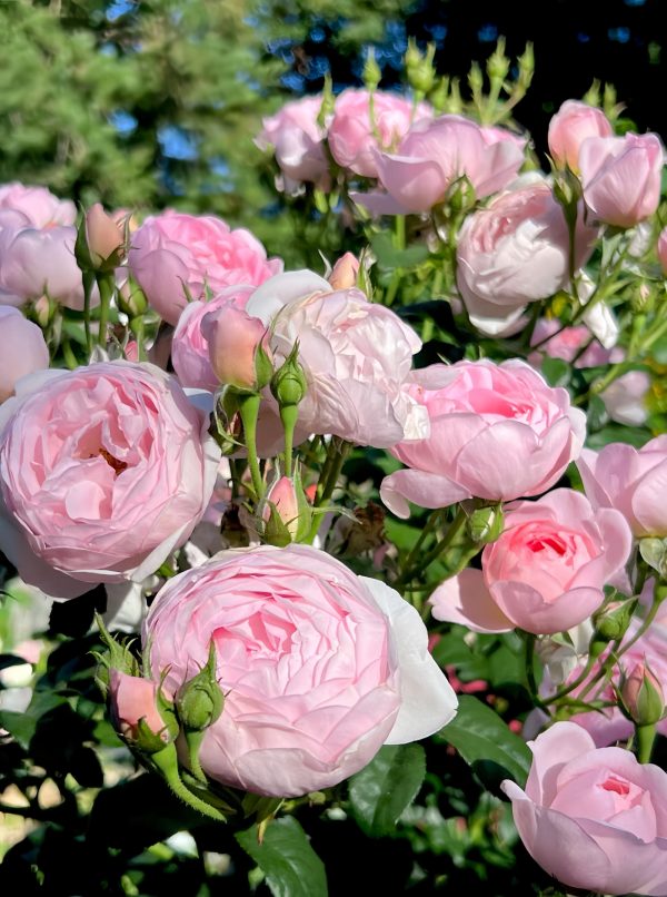 scepter'd isle rose for sale