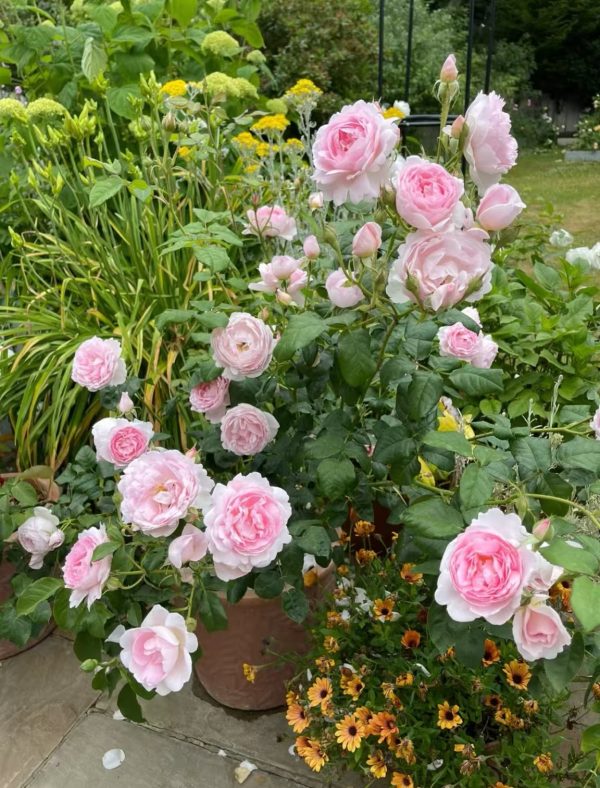 rose scepter'd isle