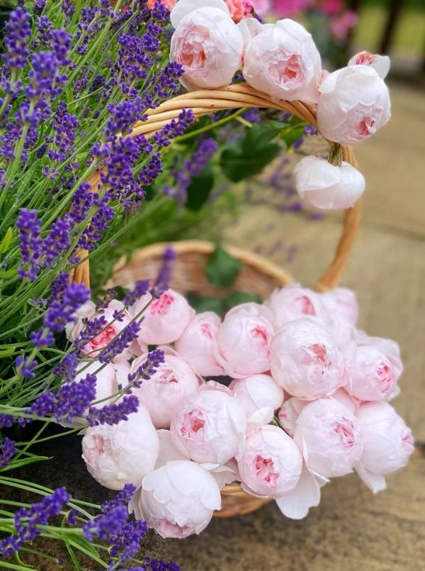 scepter d isle rose