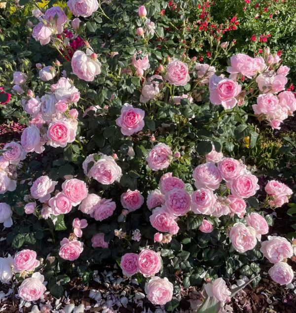 david austin roses scepter'd isle