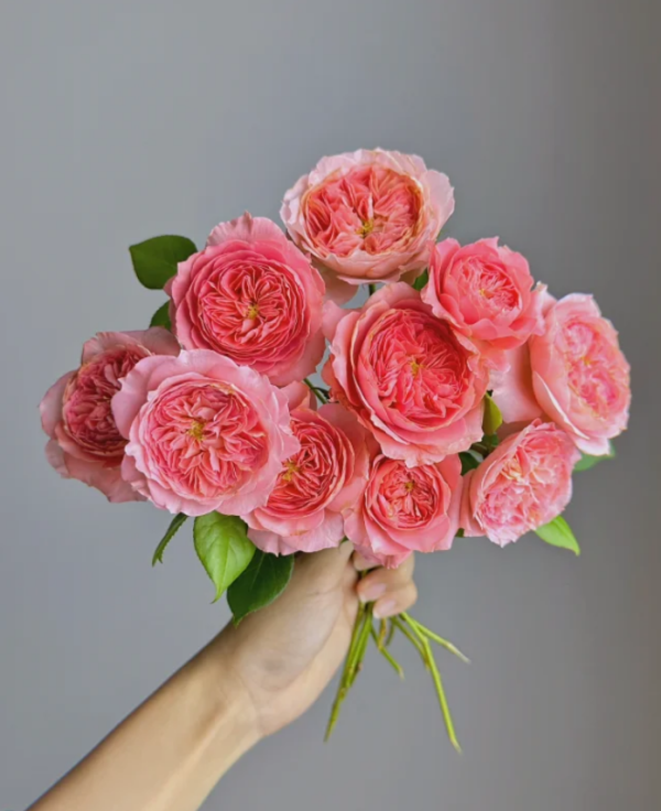 Summer Fireworks Rose丨Your roses