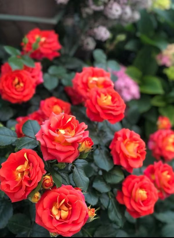 Rose Terrazza Pisce for sale