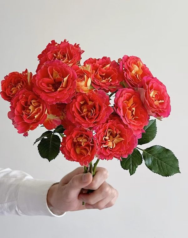 Rose Terrazza Pisce