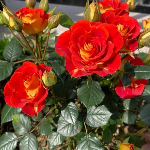 Terrazza Pisce Rose