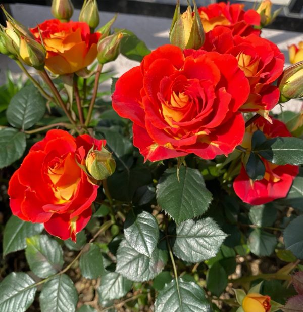 Terrazza Pisce Rose