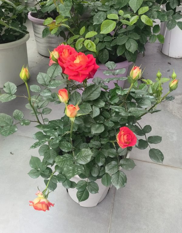 Terrazza Pisce Rose for sale！