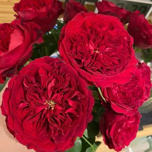 Tess of the d'Urbervilles rose
