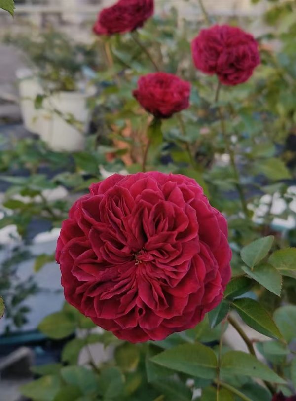 david austin rose tess of the d'urbervilles