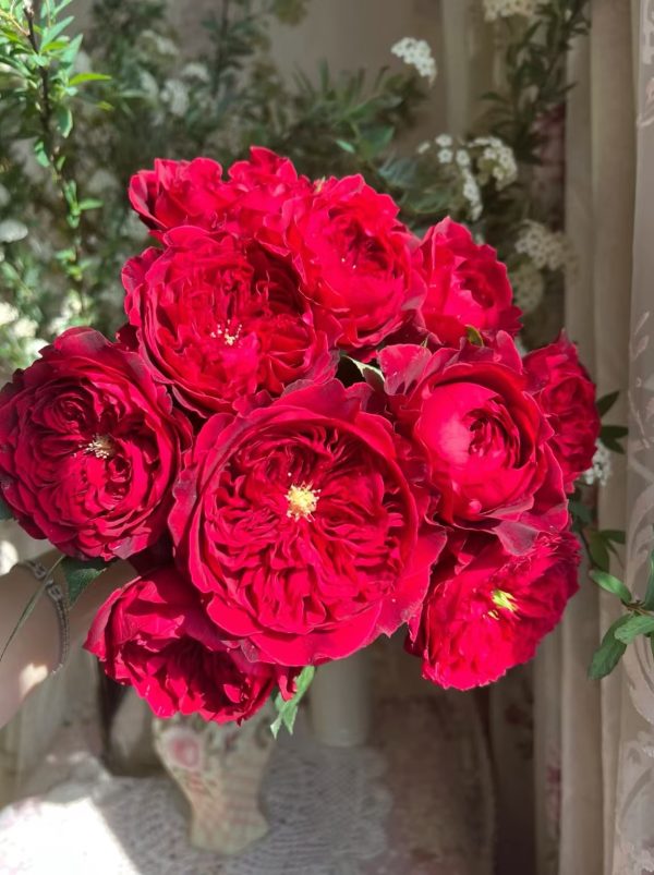 david austin rose tess of the d'urbervilles