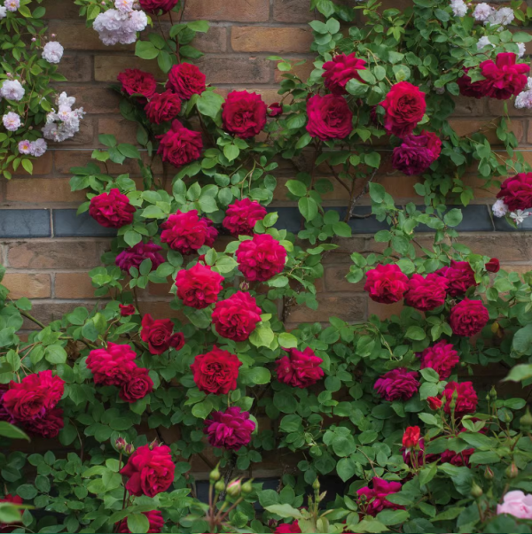 rose tess of the d'urbervilles