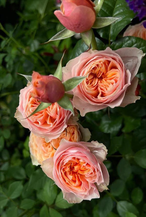 vuvuzela rose for sale