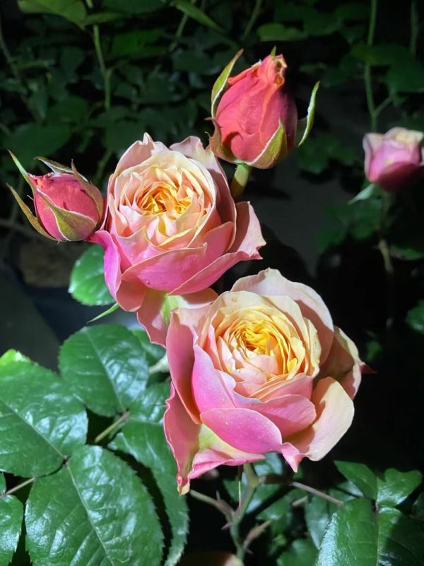 rosa vuvuzela