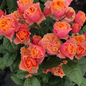 vuvuzela rose