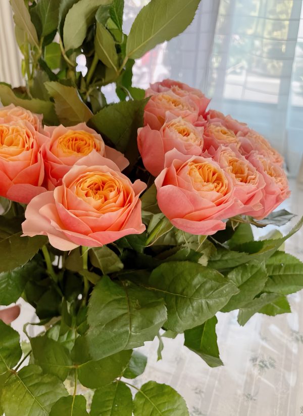 rose vuvuzela