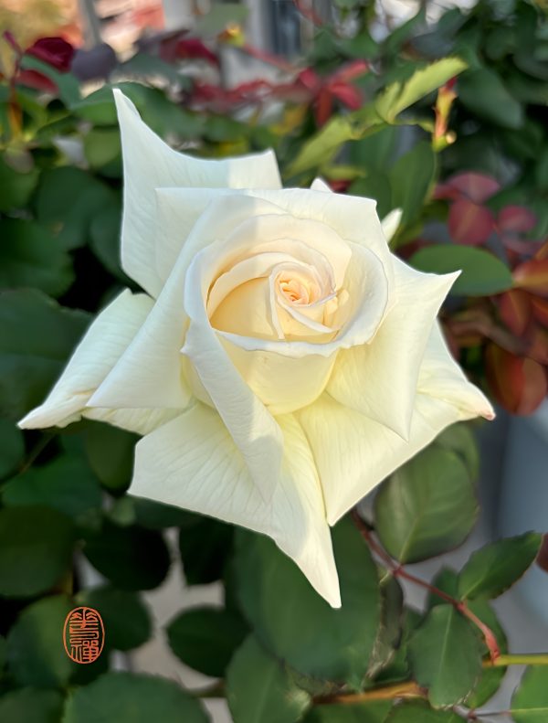Anastasia Rose for sale