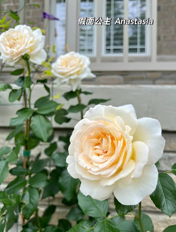 Anastasia Rose Plant