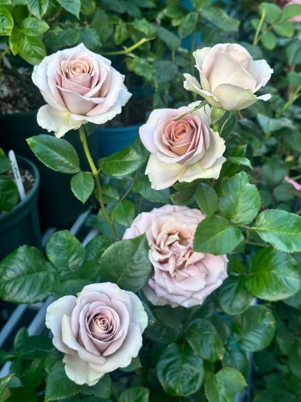 amnesia rose plant