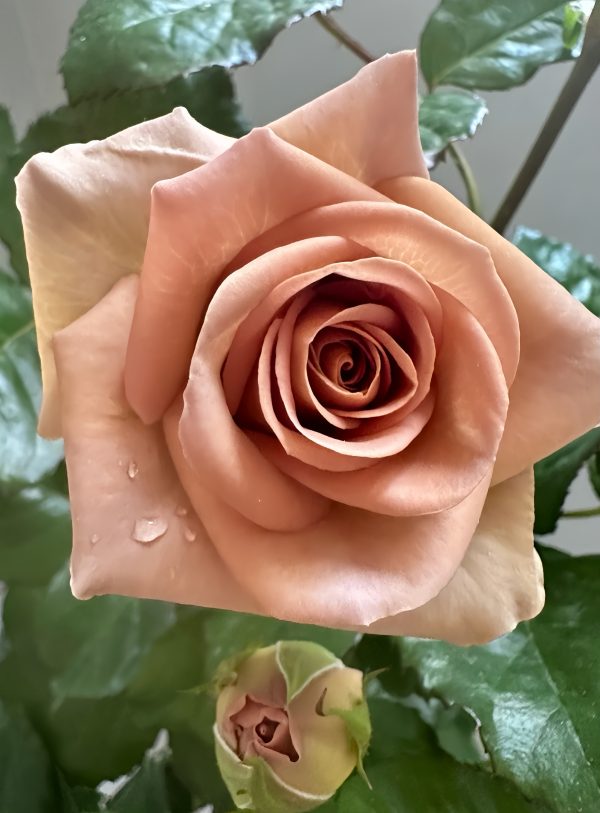 amnesia rose bush