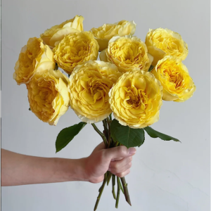 La Campanella Yellow Rose丨Your roses
