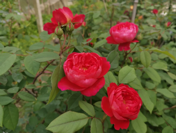 benjamin britten climbing rose