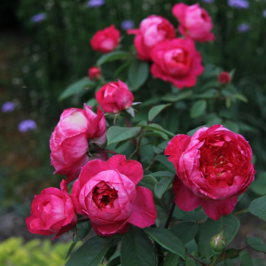 benjamin britten rose丨Your roses