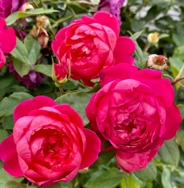Benjamin Britten Rose - Image 3