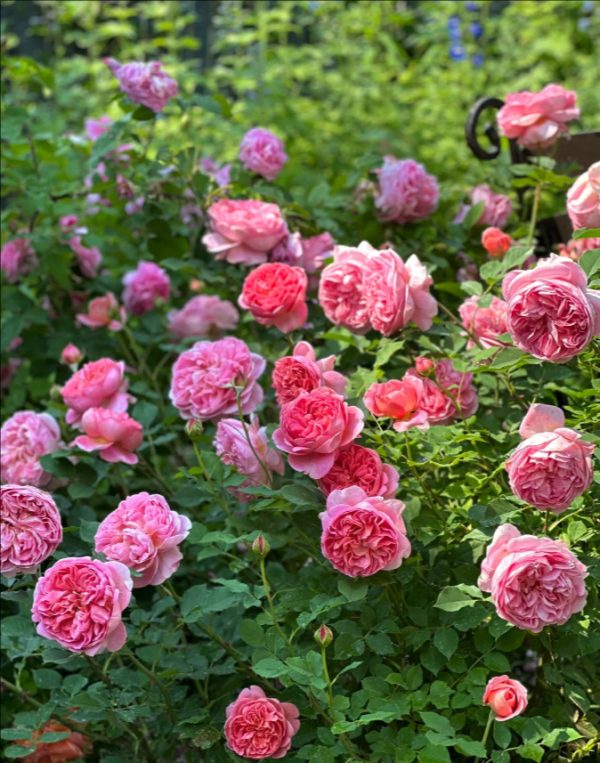 rose boscobel丨Your roses