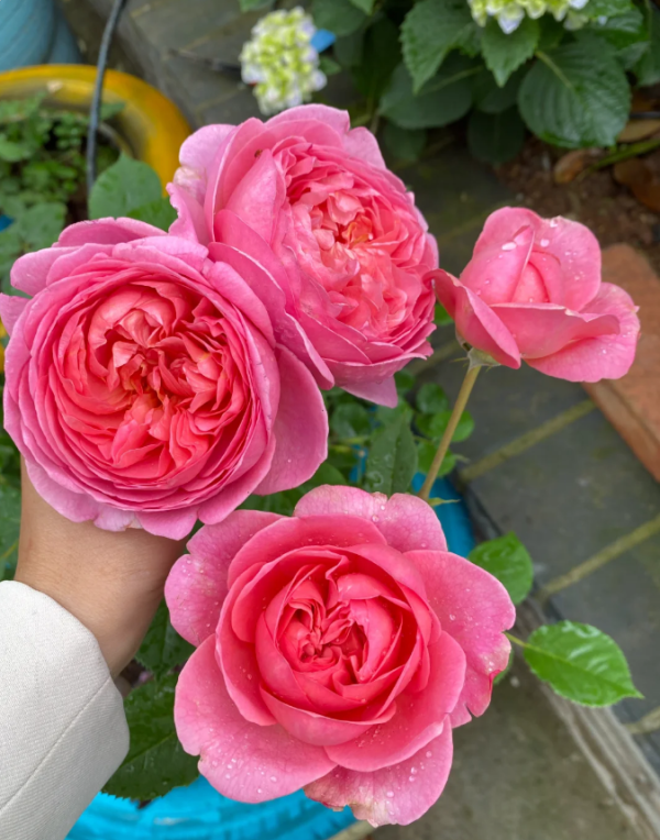 boscobel rose for sale丨Your roses