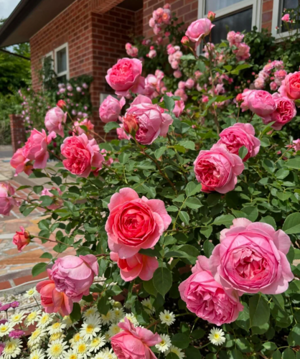 boscobel roses丨Your roses