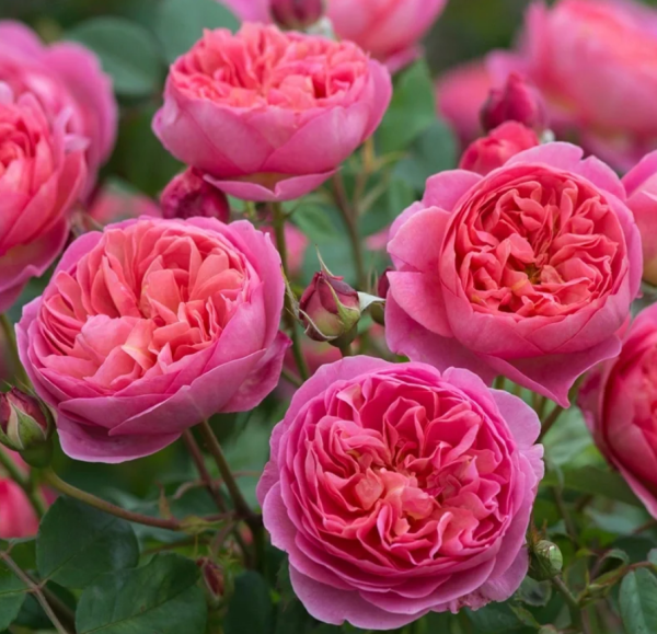 boscobel roses丨Your roses