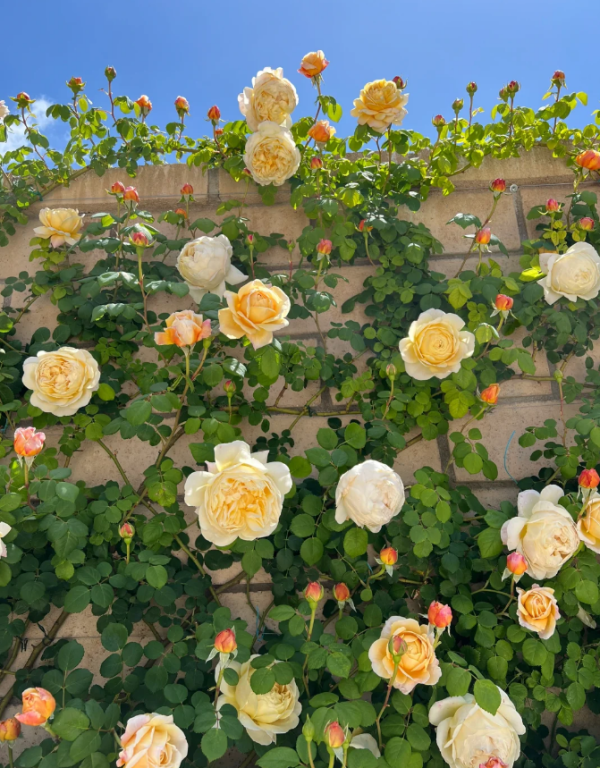 charles darwin rose bush丨Your roses