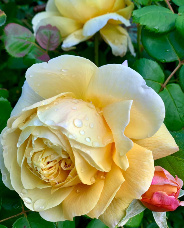 charles darwin rose for sale丨Your roses