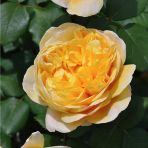 charles darwin rose丨Your roses