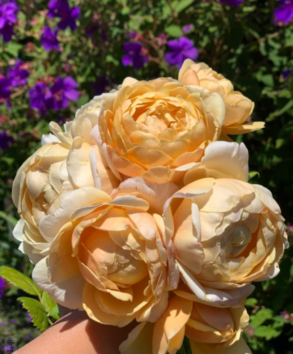 charles darwin david austin rose丨Your roses