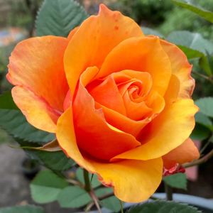 El Paso Forever Rose丨Your roses